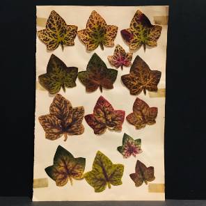 Set of 15 Botanical Trompe loeil Leaf Pressings in Painted Velvet 